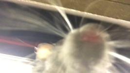 Крыса сделала селфи на телефон уснувшего в метро пассажира (фото, видео)
