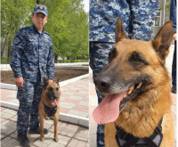 Четвероногий полицейский нашел наркотики в машине павлодарца