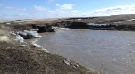 Вода пришла неожиданно: около 100 голов скота погибло в СКО