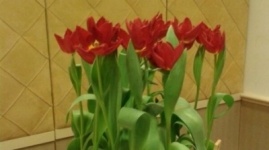 Новый сорт тюльпана "Президент Назарбаев"