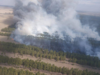 Пожар на площади в 300 гектаров разгорелся в сосновом бору Павлодарской области