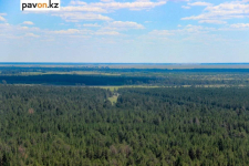 900 миллионов тенге выделено на лесоохрану в Павлодарской области