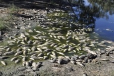 Много мертвой рыбы прибило к набережной в Астане