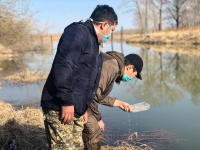 Начать дезинсекцию поймы Иртыша для борьбы с мошками планируют в первой декаде мая