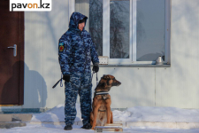 Служебно-розыскные собаки помогли павлодарским полицейским раскрыть более 300 преступлений