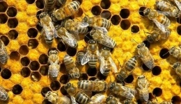 25 тысяч пчел жили за стеной квартиры в Испании