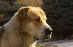 Большая собака накинулась на мужчину в селе Павлодарской области