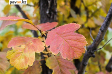 Похолодание ожидается в Павлодаре