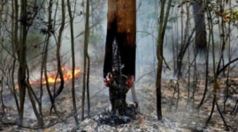 Лес горит в Акмолинской области