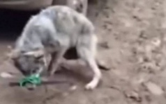 Живодеров в Мангистауской области будут судить за издевательства над волком