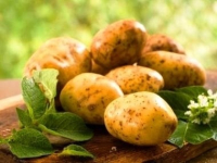 Аграрии Павлодарской области собрали свыше 400 тыс тонн картофеля