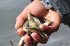 Приростом рыбы на реке Усолка занялись сотрудники Казахстанского электролизного завода