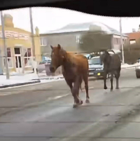 За прогулку двух лошадей по проспекту Павлодара наказали жителя пригородного села