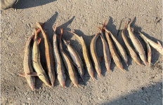 Штраф более 9 миллионов тенге грозит павлодарскому рыбаку
