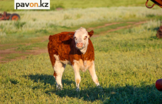 Об увеличении поголовья скота в Павлодарской области сообщили статистики