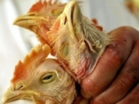 В Китае арестованы три распространителя слухов о птичьем гриппе