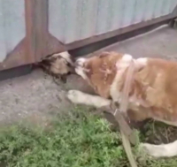 Экибастузца, натравившего свою собаку на чужую, привлекли к ответственности