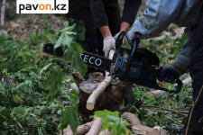 2,6 миллиона тенге заплатили жители Павлодарской области за несоблюдение природоохранного и лесного законодательства