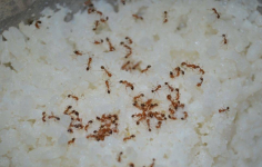 Домашние муравьи выживают павлодарцев из собственных квартир