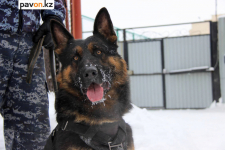 Служебный пес помог найти наркотики в бане в Павлодаре