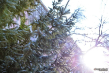 В Павлодаре четыре человека официально зарегистрировались как продавцы новогодних елок