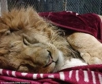 В США спасенный лев не может уснуть без одеяла (фото, видео)
