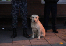 Разыскной пес из Павлодара отправляется на пенсию в столицу
