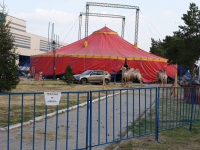 Зоозащитники требуют запретить выступления московского цирка в Павлодаре