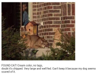 Американец принял найденную возле дома пуму за домашнюю кошку