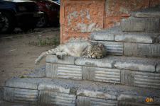 В Павлодаре массово гибнут кошки