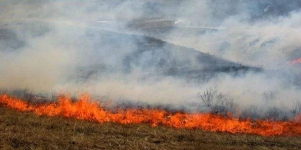В Карагандинской области во время степного пожара заживо сгорели 380 коров и лошадей