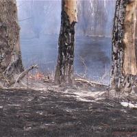 Причины 18 лесных пожаров, произошедших на территории Павлодарской области, установить не удалось