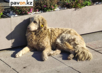 На улицах Павлодара появятся собаки с бирками на ушах