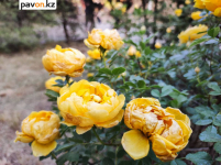 Павлодарские цветы