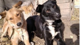 Мурал с собаками, пострадавшими от малолетних живодеров, появился в Павлодаре