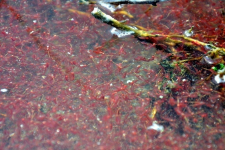 Браконьеры, промышляющие добычей Artemia salina, набросились с кулаками на инвестора озера Маралды в Павлодарской области