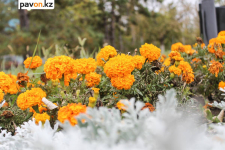 В акимате рассказали, почему на клумбах Павлодара все однолетние цветы не заменят многолетними
