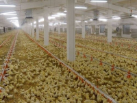 2 тысячи тонн куриного мяса планирует выпускать ТОО «Қызылжар-құс» в Павлодарской области