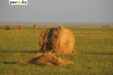 В Павлодарской области сельчанка пожаловалась в акимат на нехватку земель для сенокоса