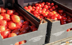 Спонсорскую помощь помидорами получили подопечные соцучреждений Павлодара