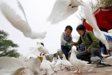 Китайские силовики проверили клоаки 10 тысяч голубей