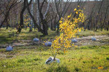 Больше тысячи деревьев высадят в Павлодаре во время общегородского субботника