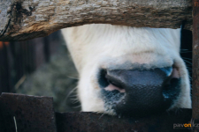 Жителя Павлодарской области оштрафовали за коров, которые бродили по селу и портили зелень