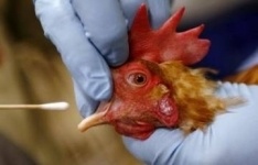 В японской префектуре из-за вспышки птичьего гриппа уничтожено более 42 тыс. кур