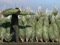 В Павлодаре началась торговля новогодними елками из России