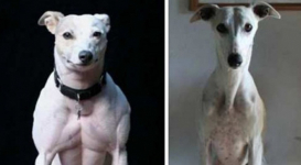 Собак-мутантов с мощной мускулатурой вывели китайские ученые