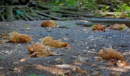 Свыше двух тысяч птиц погибли в восьми селах Павлодарской области