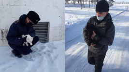 Осужденные-волонтеры спасают замерзающих животных в Павлодарской области