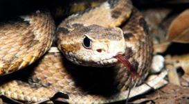 Ребенок насмерть загрыз ядовитую змею в Бразилии