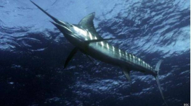 На Гавайях меч-рыба пронзила насмерть рыбака-любителя